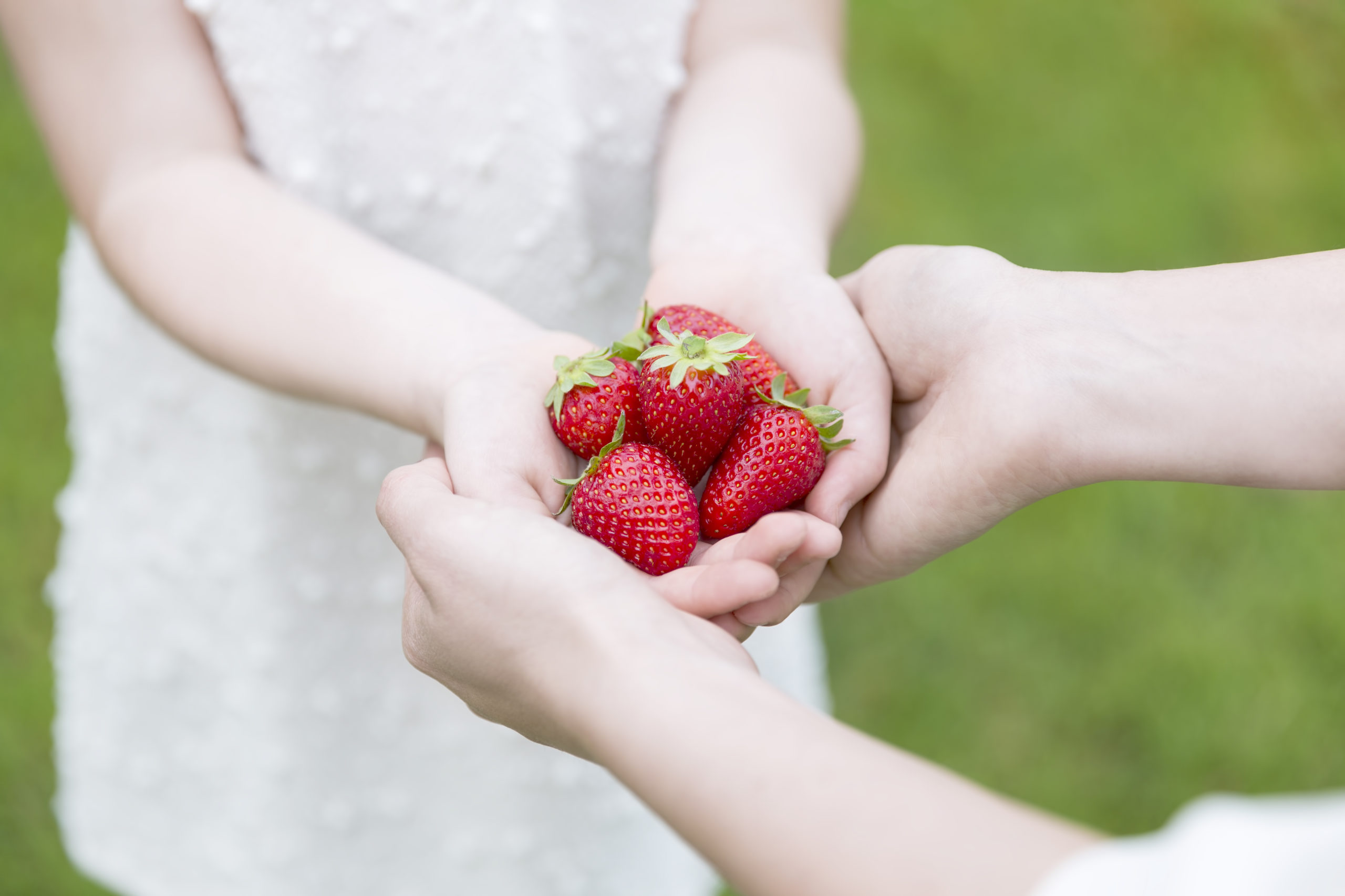 A 9-10 years old girl holding and showing some strawberries with her mother. Bothe of the characters are dressed with an elegant white dress. Without shoes. Both standing over grass garden with some white flowers blurred.
Only the strawberries and the hands are on focus.